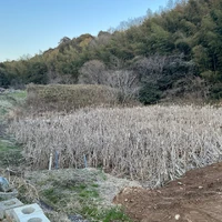 画像297